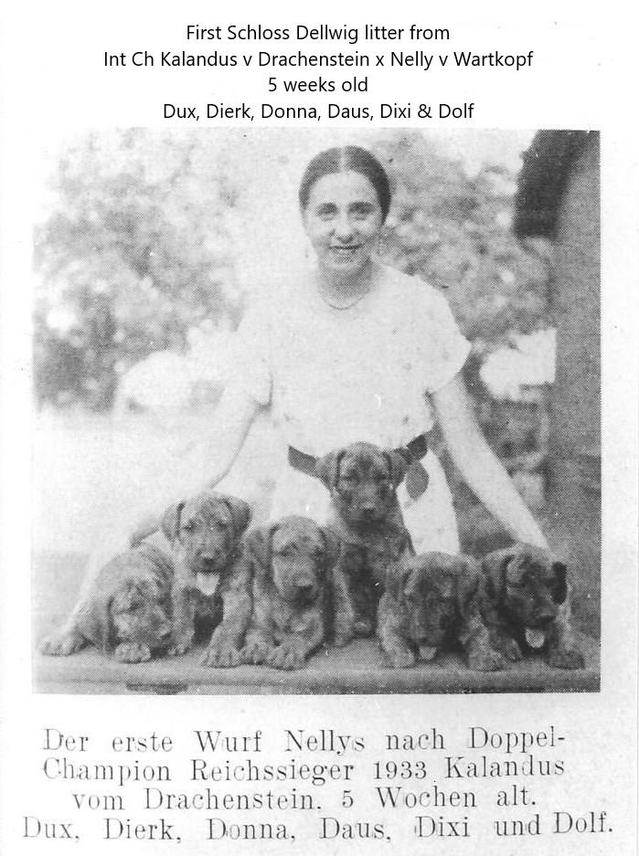 Dux Dierk Donna Daus Dixi Dolf vom Drachenstein